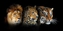 Three Big Wild Cats Portrait (leopard, Tiger, Lion) On Black Background