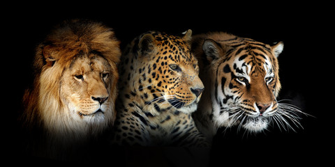 Wall Mural - three big wild cats portrait (leopard, tiger, lion) on black background