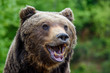 © byrdyak - Close-up funny smile brown bear portrait. Danger animal in nature habitat