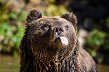 Wall Mural - close-up funny brown bear portrait with outstretched tongue. danger animal in nature habitat