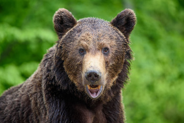 Wall Mural - close-up sleep brown bear portrait. danger animal in nature habitat