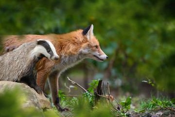 Wall Mural - Red Foxand badger, beautiful animal on green vegetation in the forest, in the nature habitat