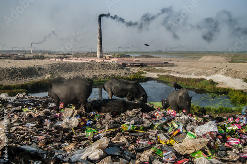 Goats And Raven On Garbage Field Against Factory Emitting Smoke