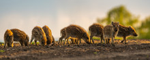 Herd Of Small Wild Boars Piglets Feeding On The Spring Field - Closeup Panorama