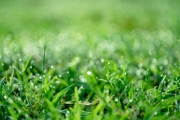 green grass background