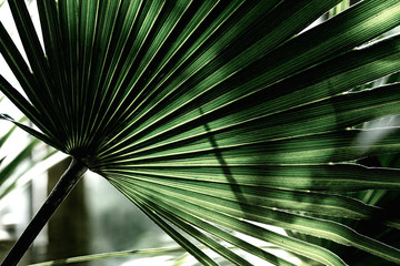 palm leaves with its folds in the sunlight