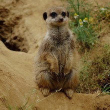 Close-up Of Meerkat Relaxing On Field