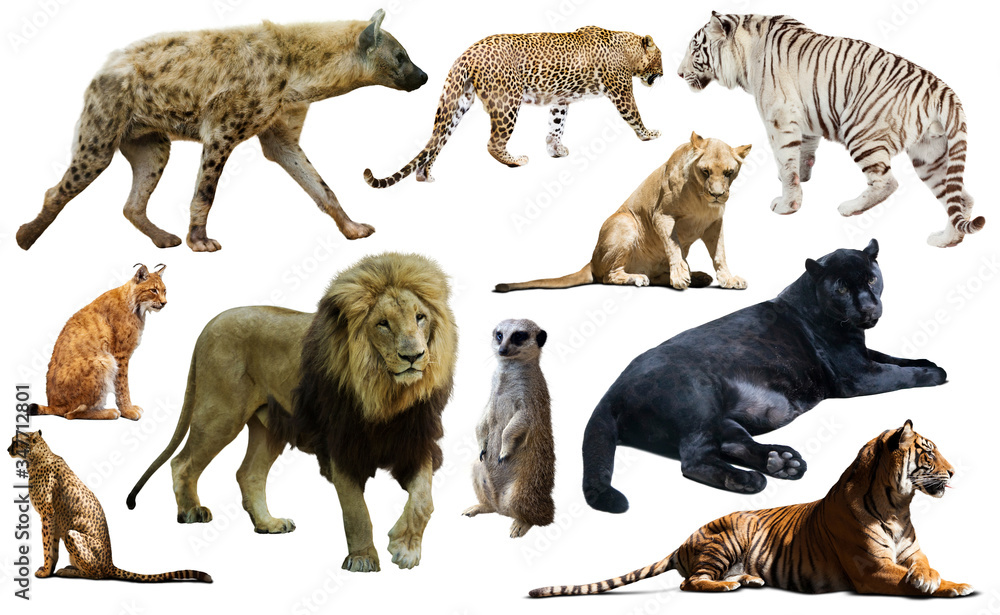 Set of wild mammals isolated over white - obrazy, fototapety, plakaty 