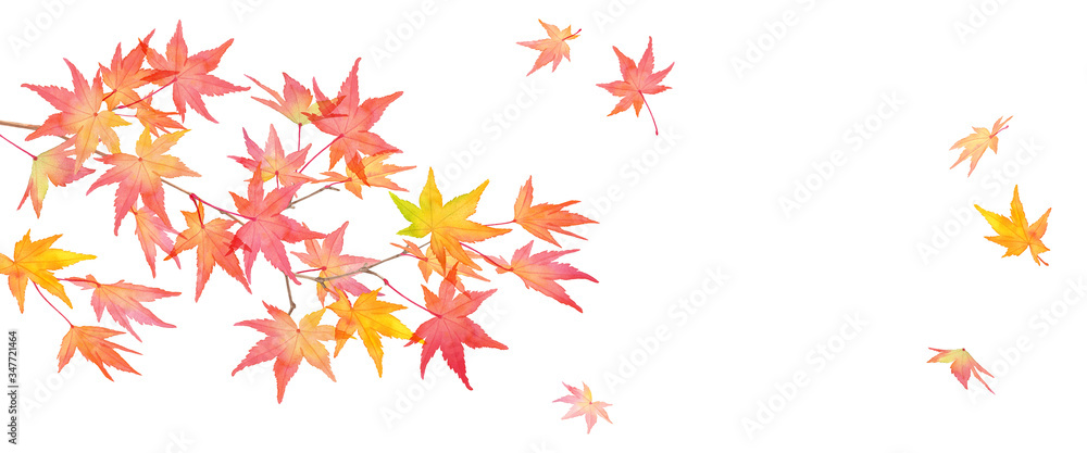 赤く色づいた秋の紅葉の枝と落葉 水彩イラスト Fototapety 赤く色づいた秋の紅葉の枝と落葉 水彩イラスト Fototapety