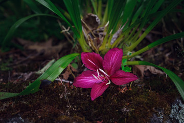 exotic flower on a background of green garden