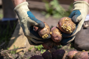 Womans hands holding potato. Agriculture concept