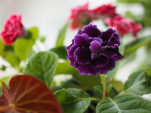 Serrated Edges Of Flower Petals Free Stock Photo - Public Domain Pictures