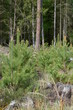 Młodnik z małymi sosnami w maju, młode pędy, Pinus