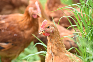 Canvas Print - Poule poulet volaille agriculture elevage poulailler bio vert environnement alimentation