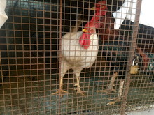 Roosters In Cage