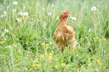 Canvas Print - Poule poulet volaille agriculture elevage poulailler bio vert environnement alimentation