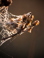Dry plant on meadow
