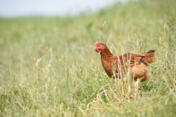 Canvas Print - Poule poulet volaille agriculture elevage poulailler bio vert environnement alimentation