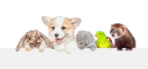 Leinwandbilder - Group of pets  look over empty white banner. isolated on white background. Empty space for text