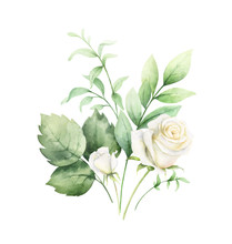Watercolor Vector Clipart With Green Eucalyptus Leaves And White Roses.
