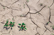 land desertification summer drought Italian countryside