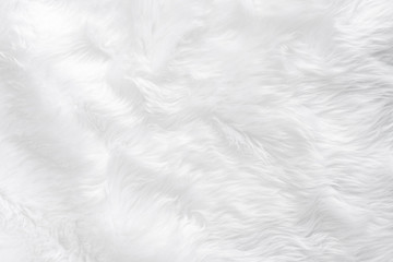 closeup animal white wool sheep background in top view light natural detail, grey fluffy seamless co