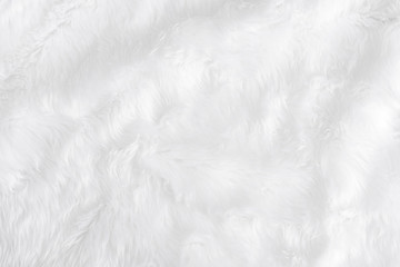 closeup animal white wool sheep background in top view light natural detail, grey fluffy seamless co