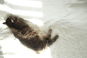 A gray domestic cat stretched out on a bed on white bedspread in the sunlight. Relaxation and relaxation in a cozy home concept.