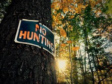 Low Angle View Of No Hunting Sign On Tree Trunk In Forest