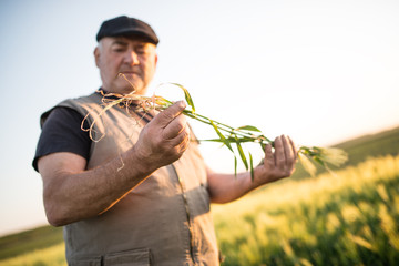 Wall Mural - Senior farmer standing in field examining wheat crop during the sunset