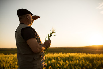 Wall Mural - Senior farmer standing in field examining wheat crop during the sunset