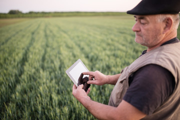 Wall Mural - Farmer in a wheat field checking crop. Agricultural concept. Uses smart technology