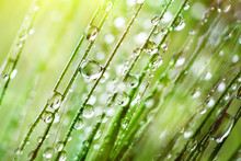 Macro. Background, Water Drops On The Green Grass. Desktop Background. Selective Focus.