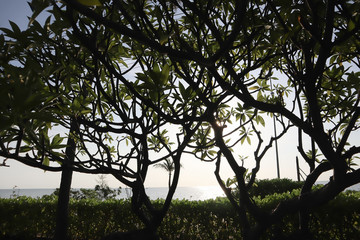 Silhouette image group of trees and plants with bright sunlight and beautiful blue ocean background.