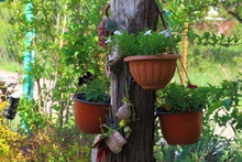 Cache-pot With Petunias On A Decorative Stump In The Garden
