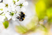 The Striped Bumblebee Sits On A White Flower. Background Close-up. Pollination Of The Apple Tree.