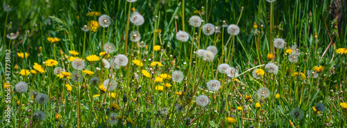 Dandelion flower in green grass.