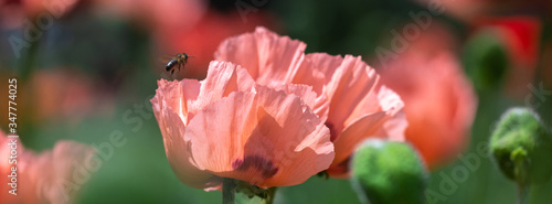 Beautiful pink poppies on green grass field.