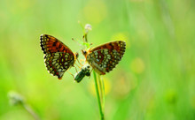 Butterfly On The Grass