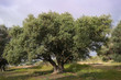 drzewo oliwne natura krajobraz wiosna