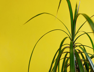 green plant on yellow wall