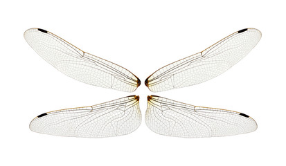 Wall Mural - Dragonfly wings isolated on white