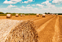 Round Wheat Hay Bales Drying In Field Stubble After Harvest