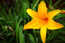 Close-up Of Yellow Day Lily Blooming Outdoors