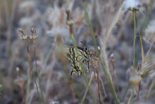 Papilio Hospiton - Ospitone Sardinia Butterfly Corsican Swallowtail