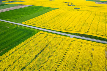 Wall Mural - road between yellow and green rape fields