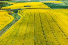 Yellow Rape Fields In Sunny Day From Above