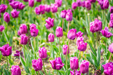 Fototapeta Tulipany - tulip on a tulip field