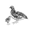 Hand drawn quail familie