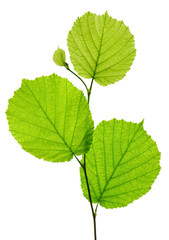 single twig with leaves of hazelnut tree isolated over white background